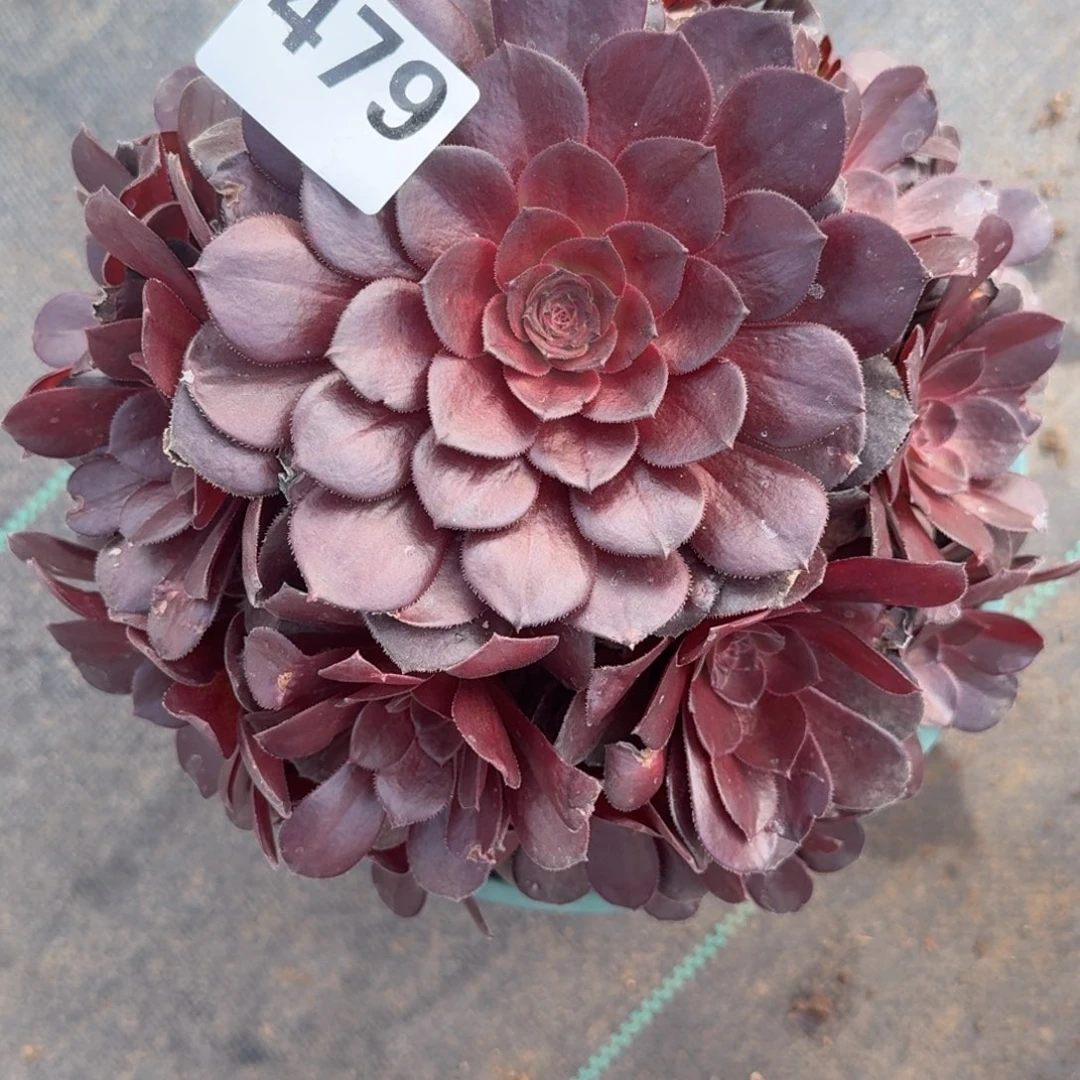 479黑萝莉多肉植物福利