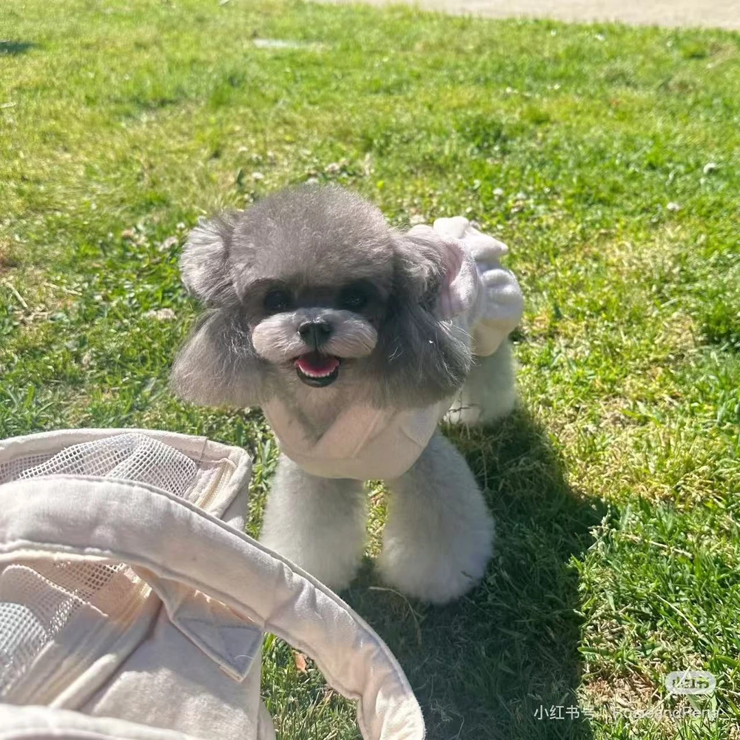 李恒宠物颜值提升术Skill: Beauty care