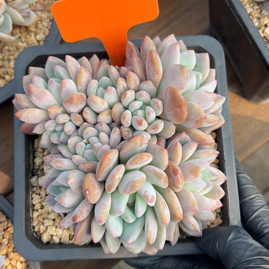 奥橙11111111111111