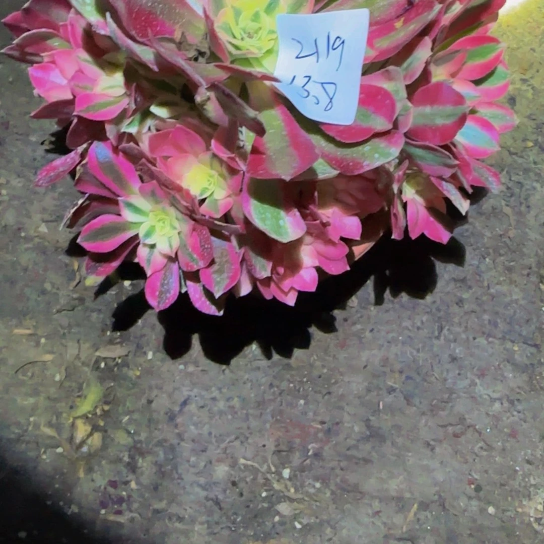 安****坑一物一拍多肉法师福利2119