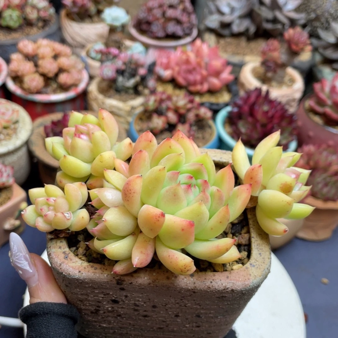金蜡东云整装无砍