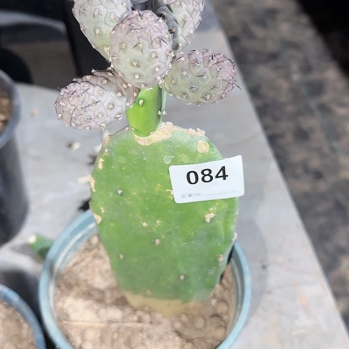 苗接五头习志野084