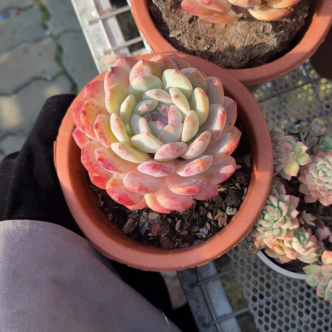 大号成梦露多肉植物