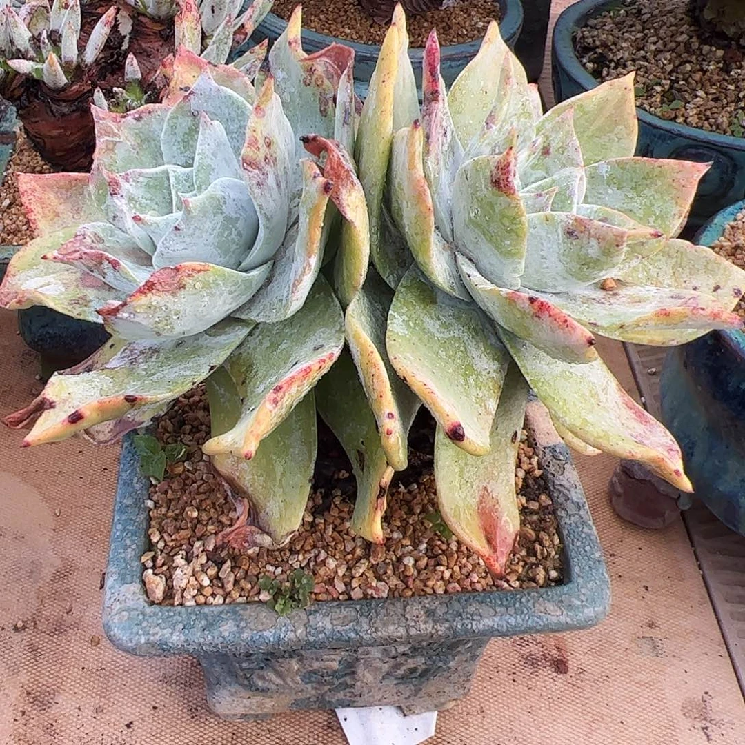 5329普芙拇指仙女杯