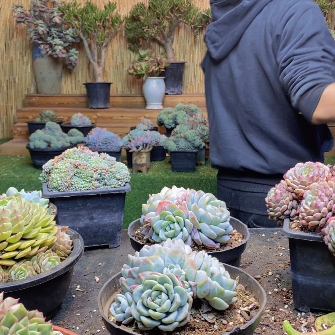 蛋**^C246号冰玉群生两颗