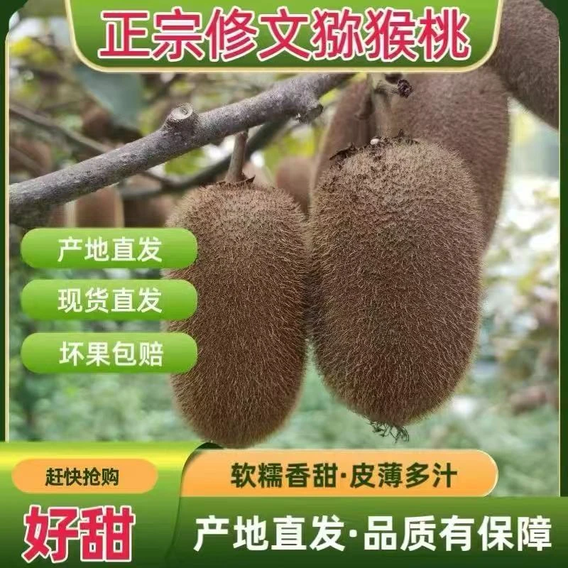 【现摘现发】正宗修文猕猴桃当季新鲜水果奇异果肉厚味甜