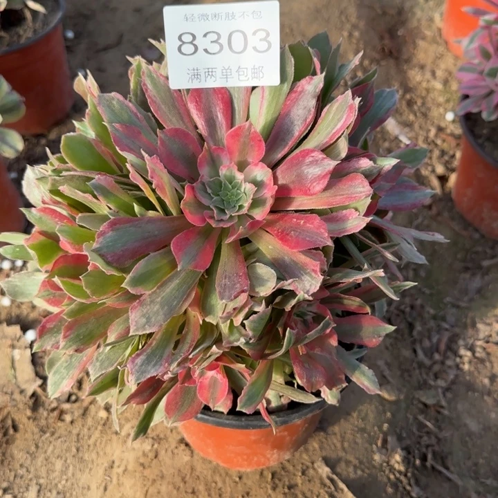 8303光辉多肉植物