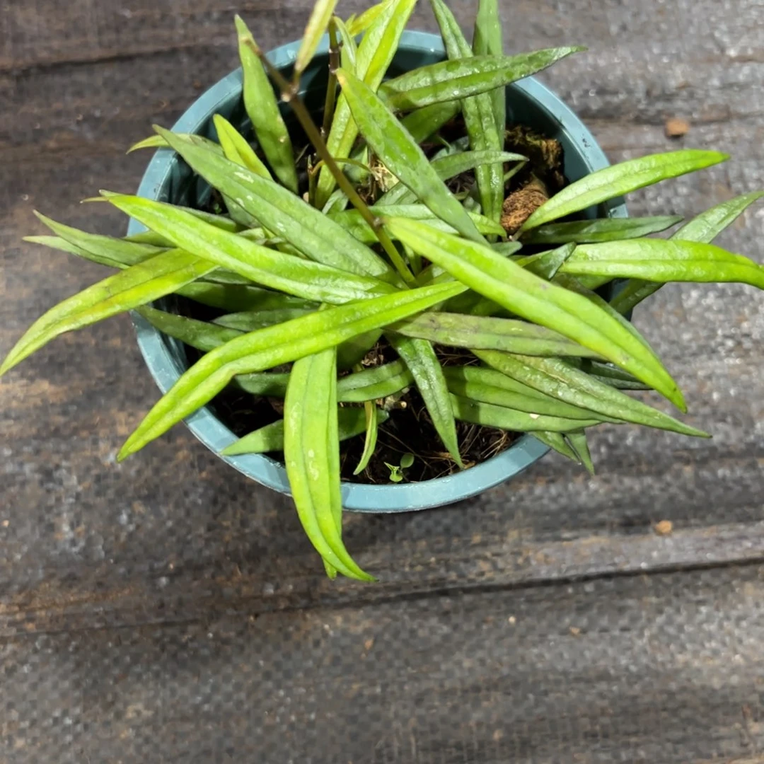 ≧***隅无花朵少花球兰苗