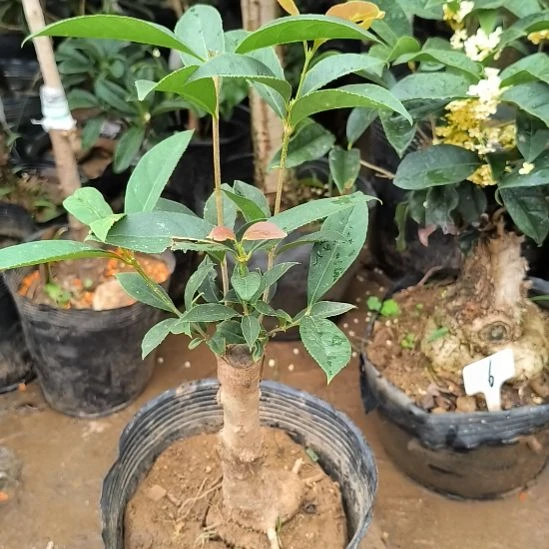 用***8完全开放四季桂花红佛