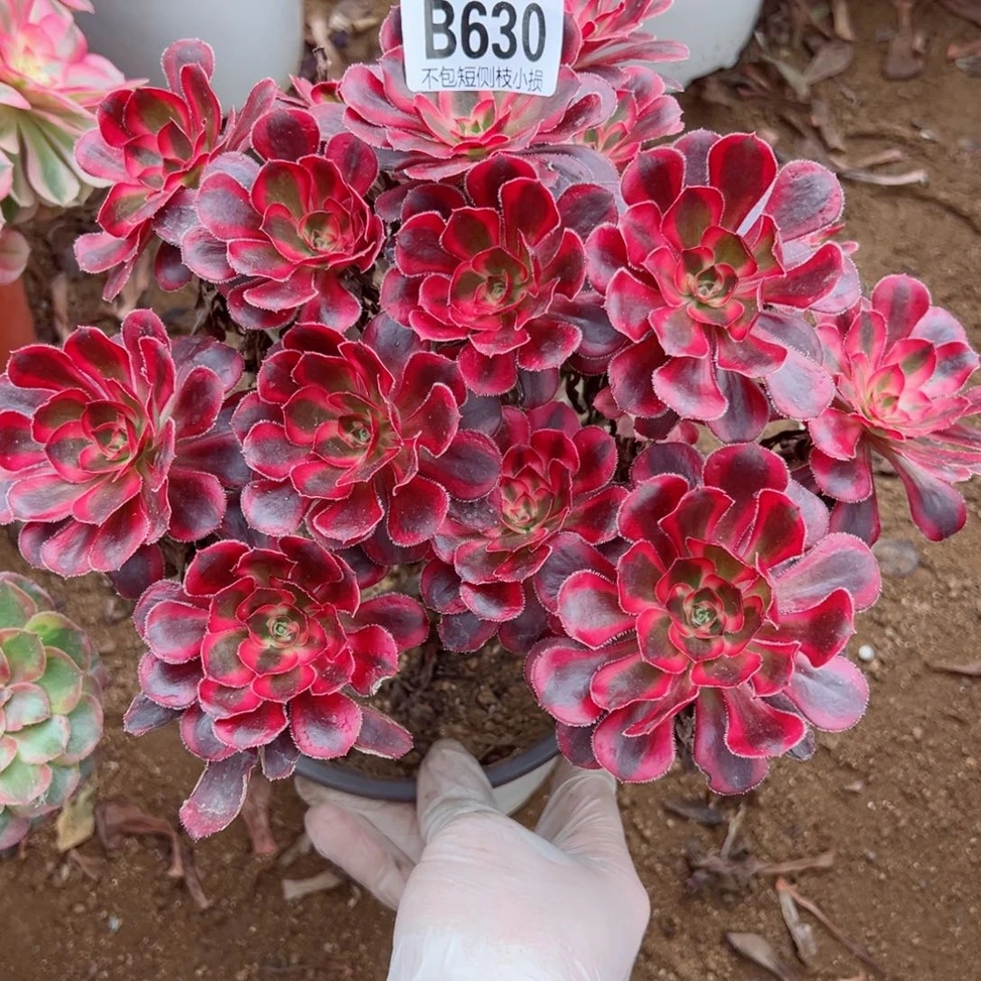 630荔枝尺寸20左右