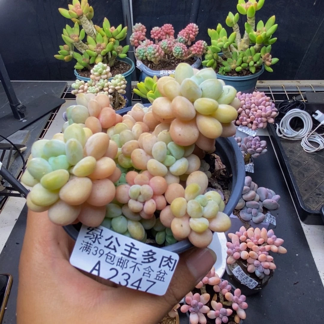 347落可可多肉8c m