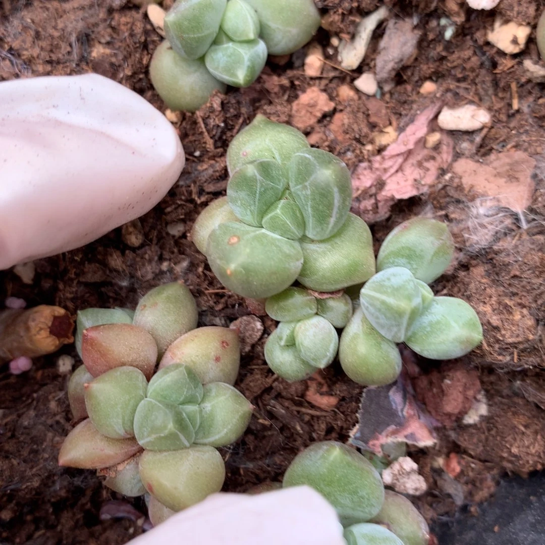 2-3cm千代田千代田多肉