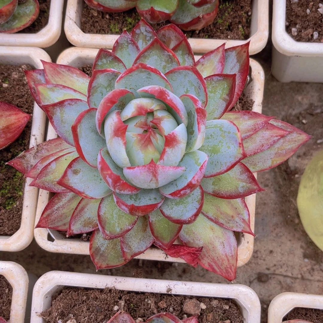 惊鸿16公分889988988