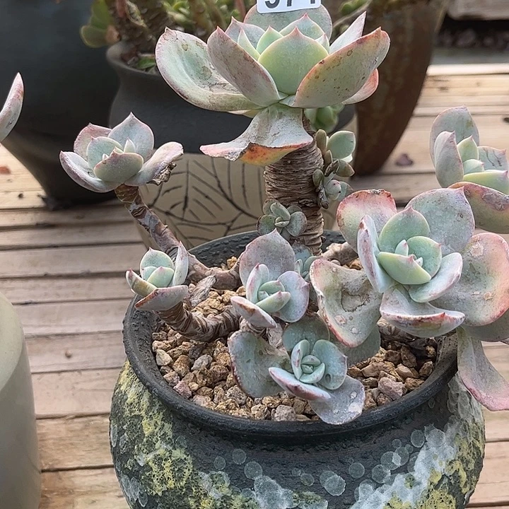 风***念971白凤不售后脱土发货不退不换