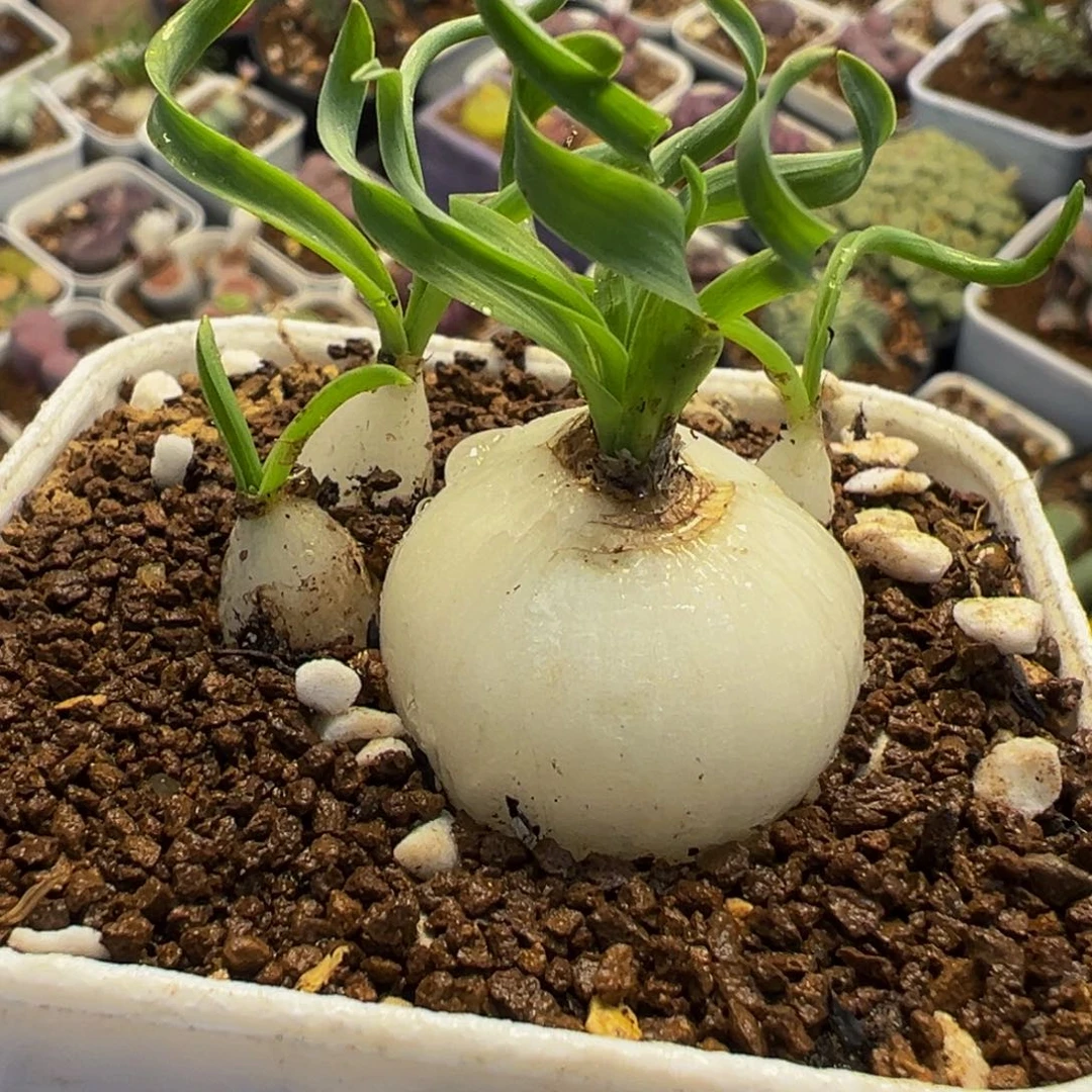 028多肉植物种类多样