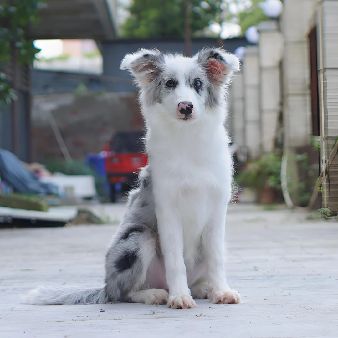 乌梅宝哥聊边牧登录冠军后代蓝陨石妹妹边牧 活体 宠物狗狗