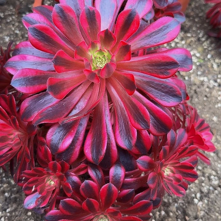 波*姐精品黑铜壶超白锦捧花福利47