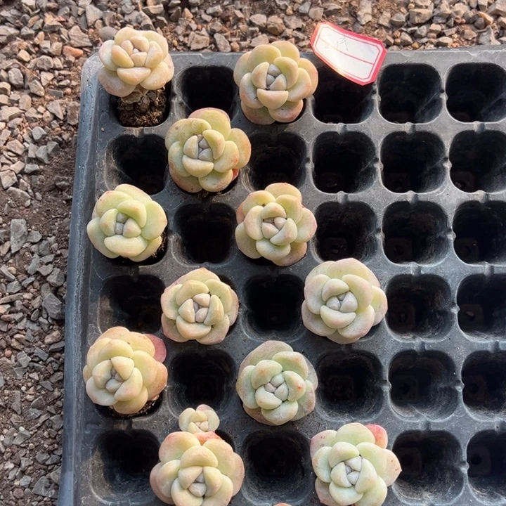 五月一物一拍专拍的