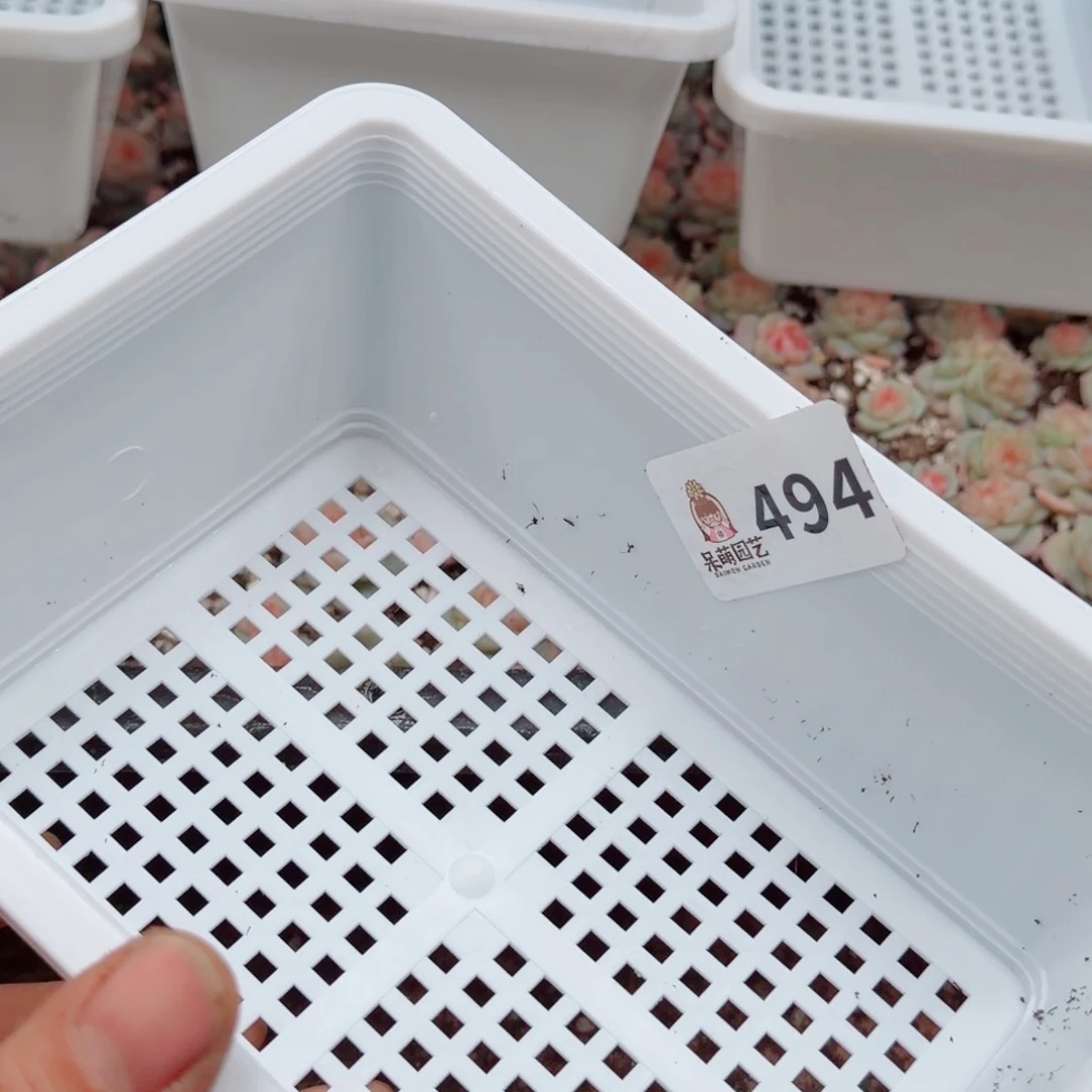 皮***侠多肉植物多肉植物