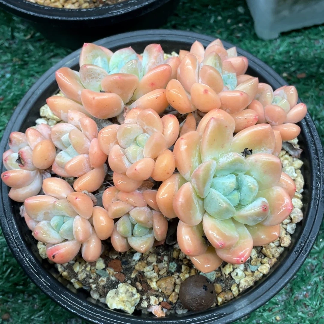 香玉一物一拍28包邮非偏远