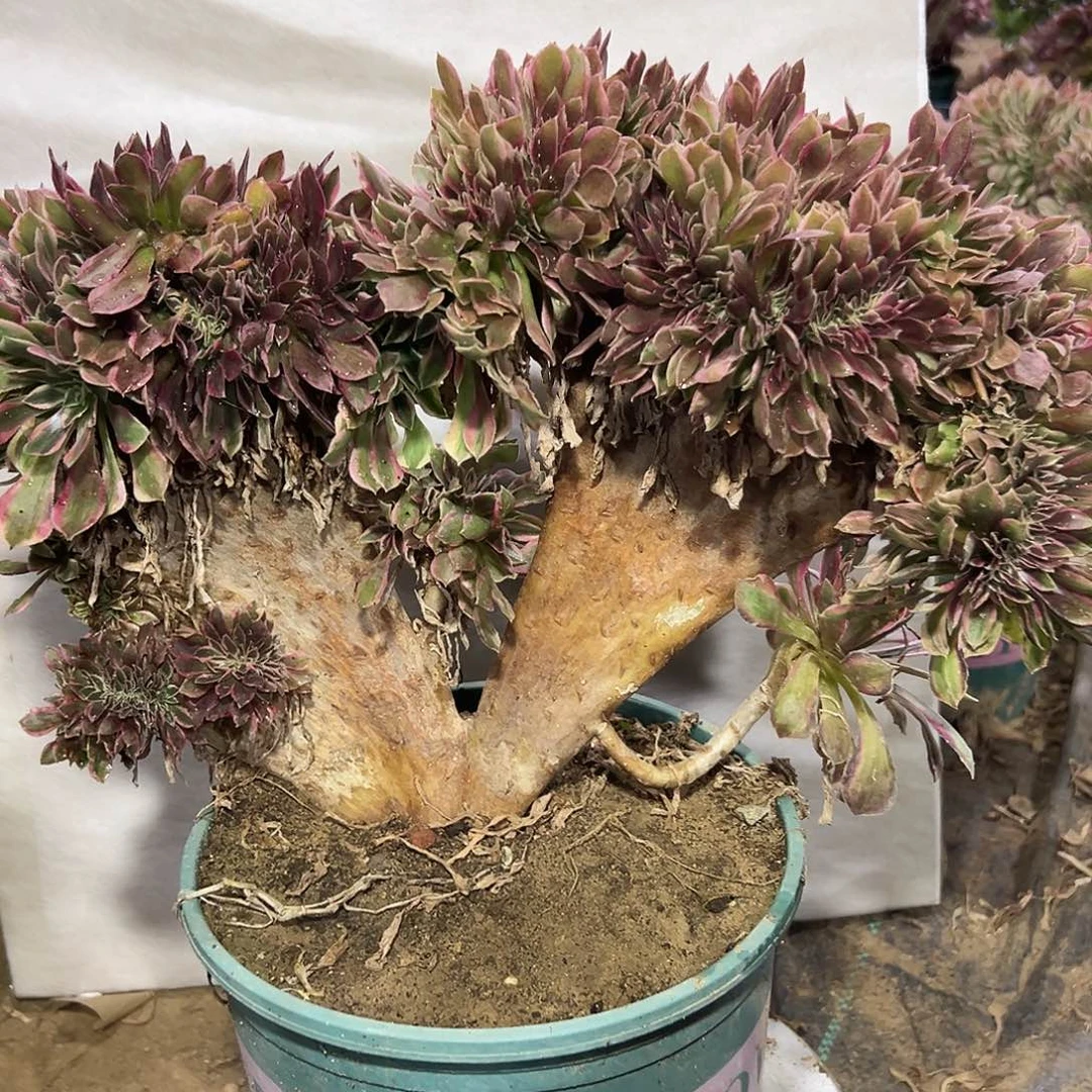 多肉197植物女神缀花