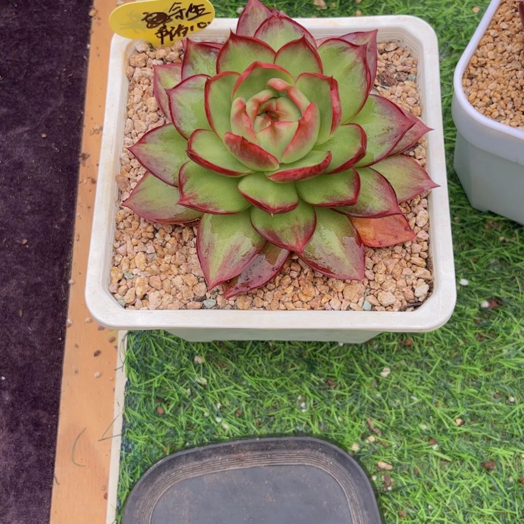 余****惊鸿仙子一物一拍