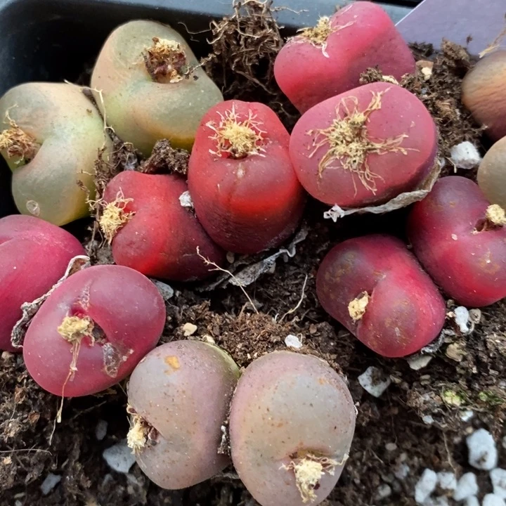 29221一组一组一组