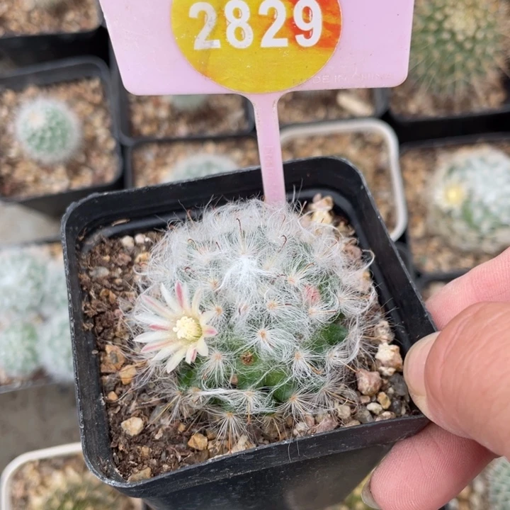 S***）实生丽光殿一棵2829