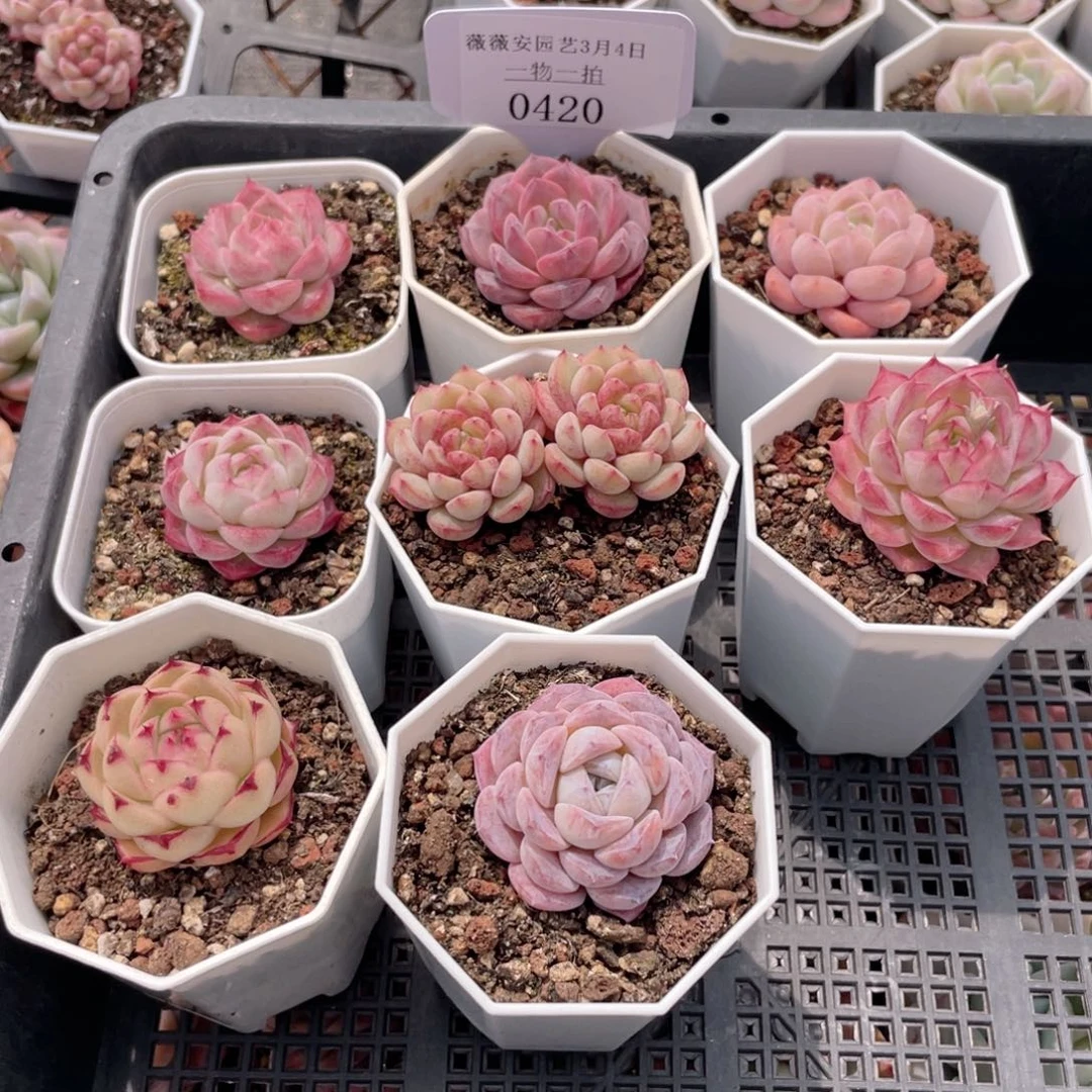 薇薇安园艺多肉0420