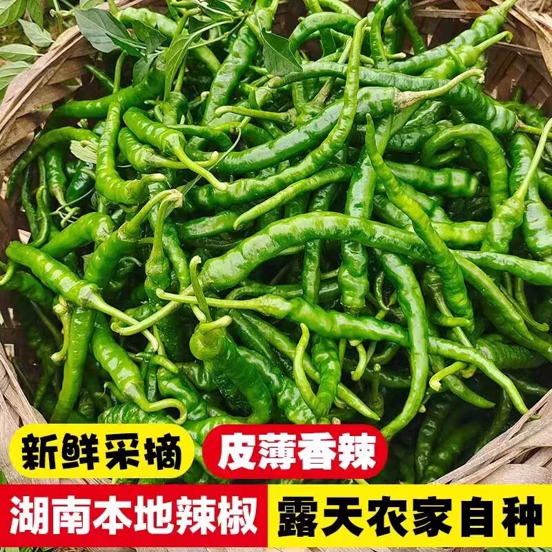 湖南农家自种新鲜薄皮香辣本地土辣椒500g包邮