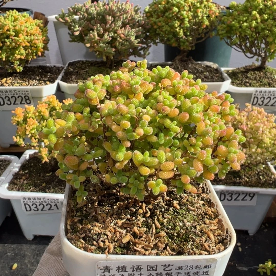 D3250蜜桔糖球枝干