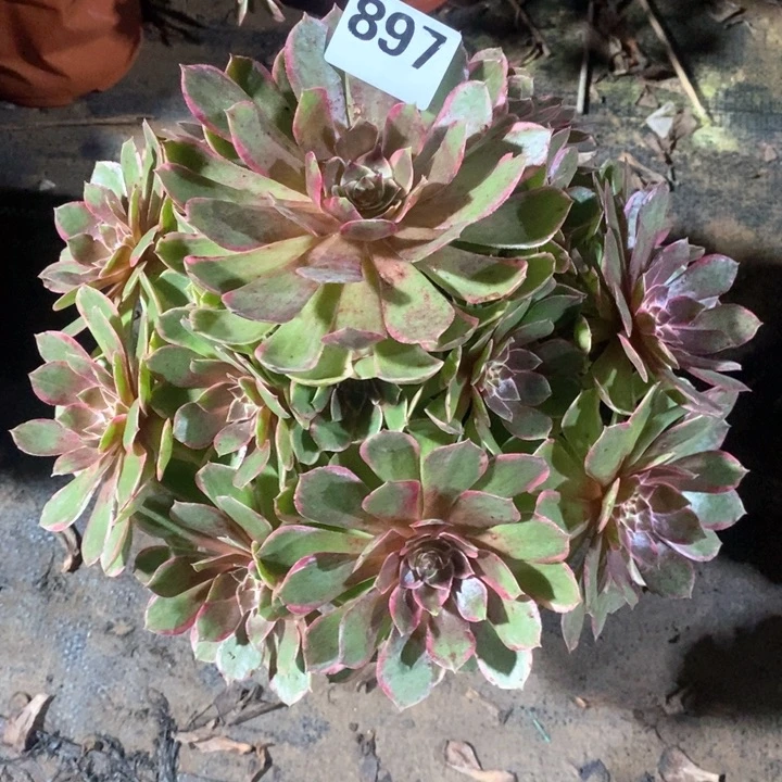 法师一物一拍897