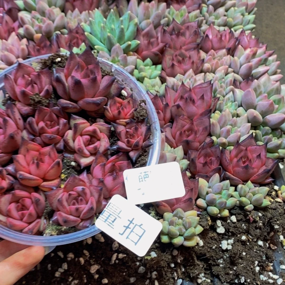 717多肉植物量拍一盒不保证颗数