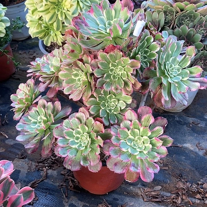 姹紫嫣红造型桩165多肉不包断