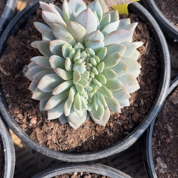 64号星影缀花多头