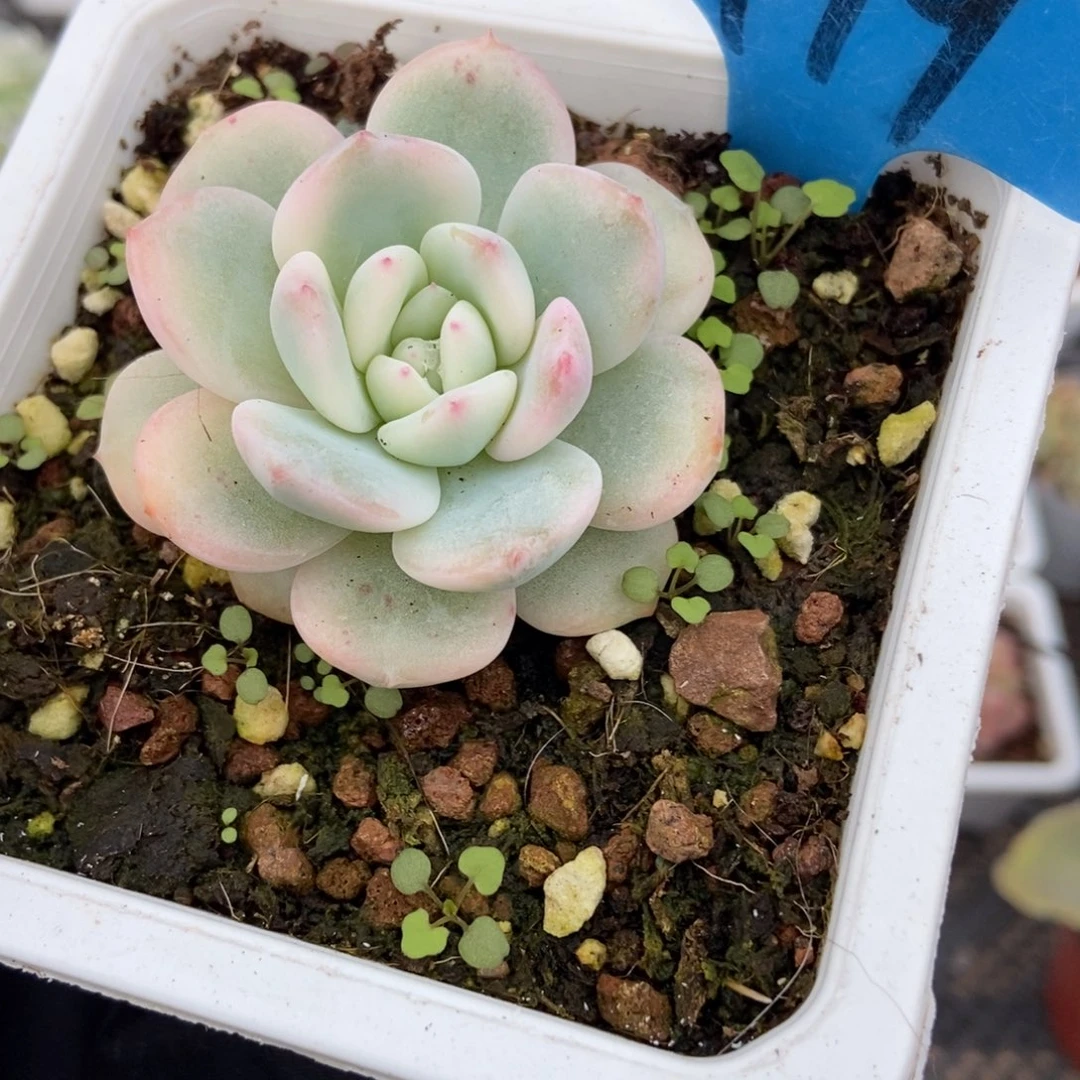 799梦露锦多肉植物686768