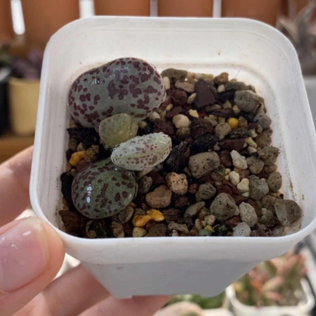 【闪购商品】无花朵花旦