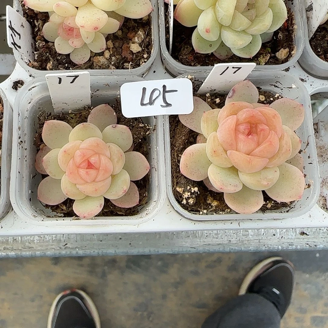 45福利甜心t17单头两颗