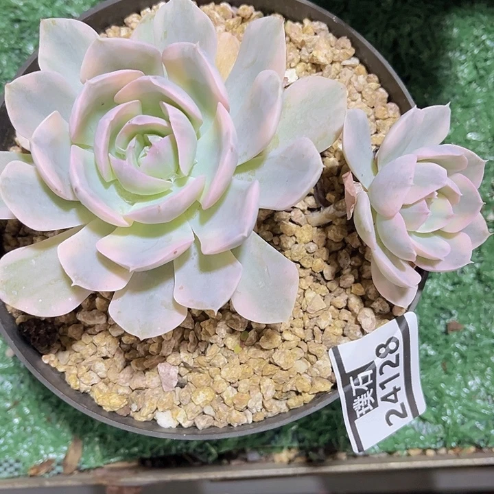 鲁氏锦24128多肉植物