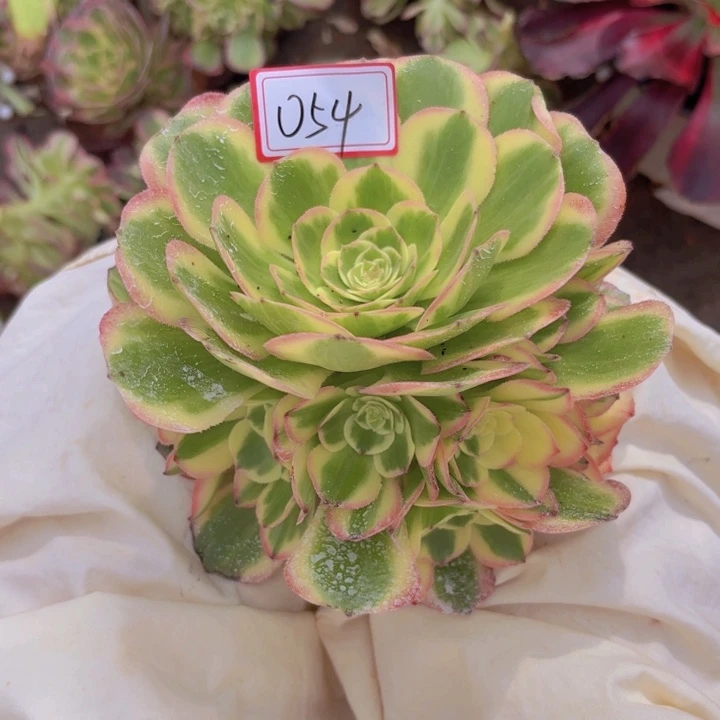 全部花朵舞*天054海仙无根法师