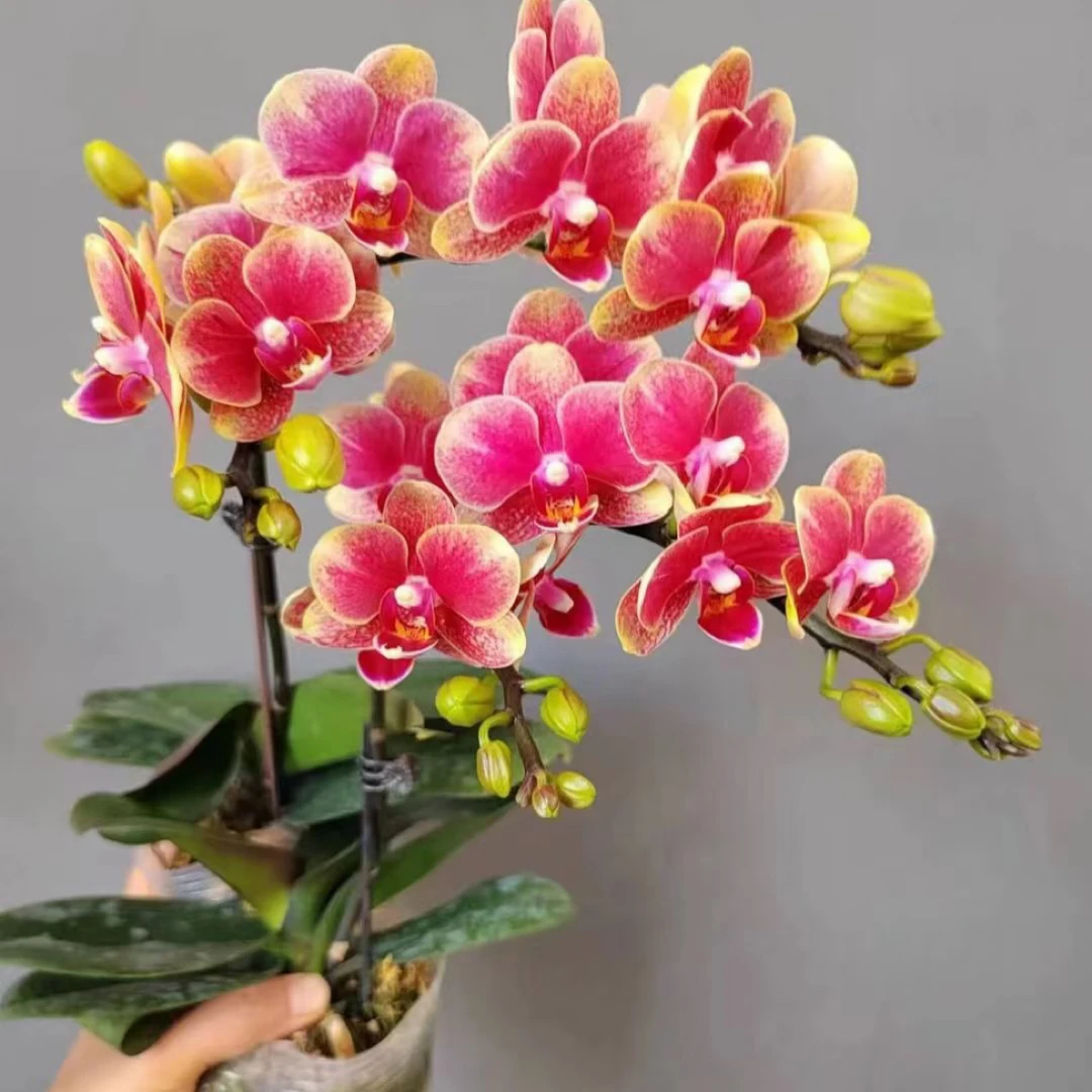 渟叙【金蝶】2.8寸 带花带花苞发货 花卉阳台植物清新网红绿植