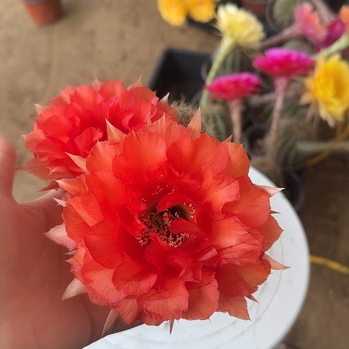 无花朵y****?带根彩草25