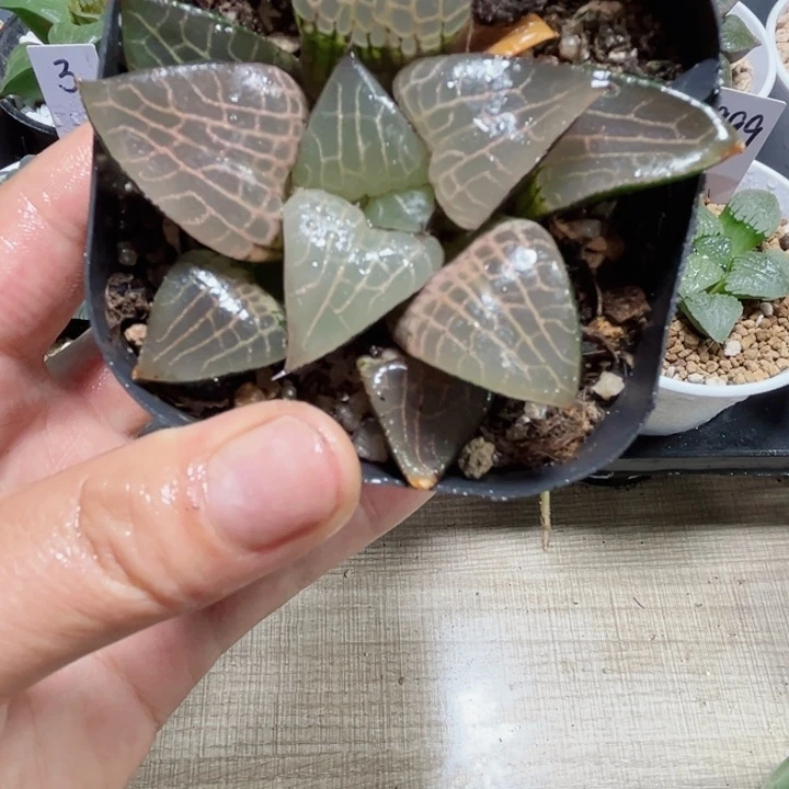 粉玻璃康平多肉植物6666