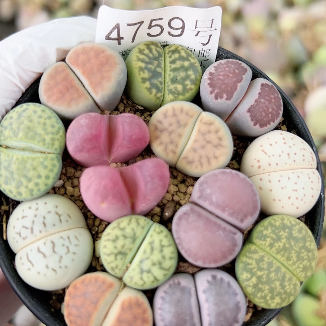4759 好养易活生石花大母本