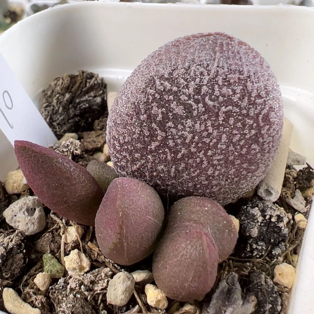 w实生新品多肉植物水泡
