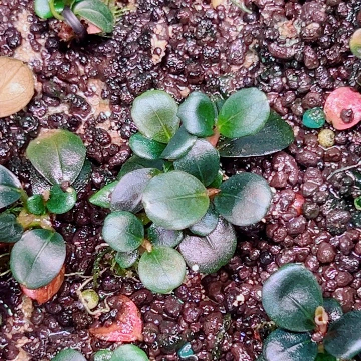 无花朵福利辣椒榕K6