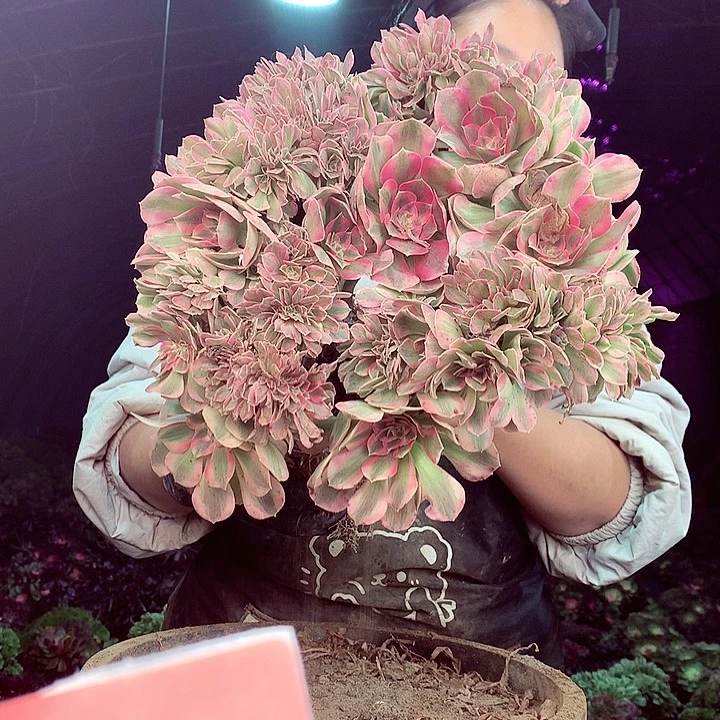 柒柒精品多肉脱土发货不包断侧枝237