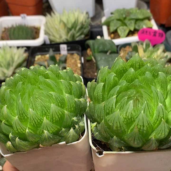 樱水晶玉露丽带盆土发货