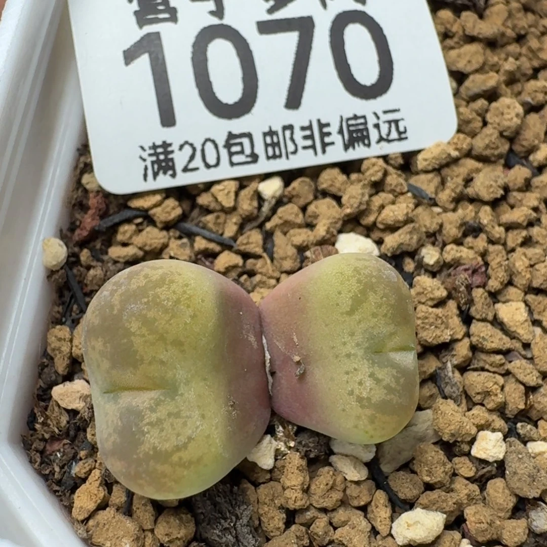 带盆土。