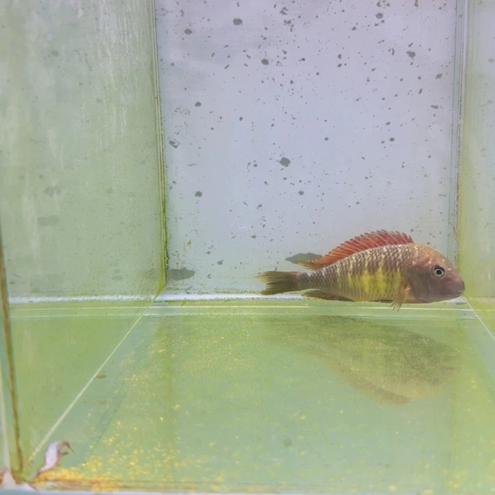 海水665号野生红彩虹蝴蝶